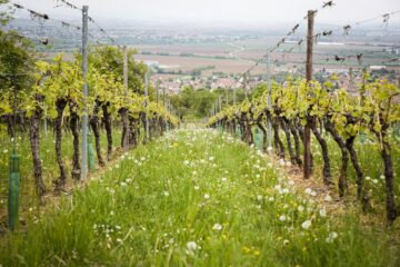 Languedoc wijnen