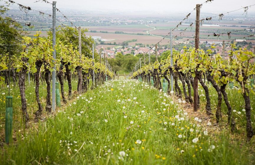 Languedoc wijnen