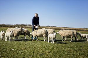 Jef Schuur Texelaar