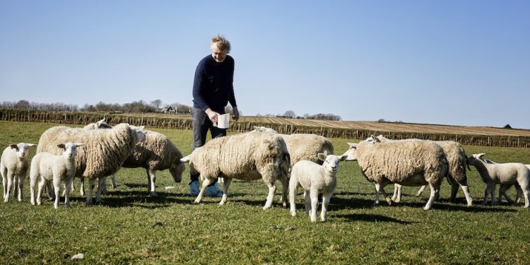 Jef Schuur Texelaar