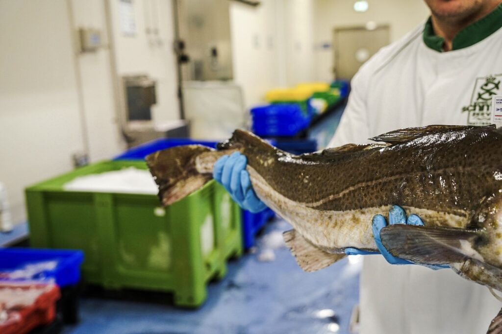 Skrei Schmidt Zeevis Rotterdam