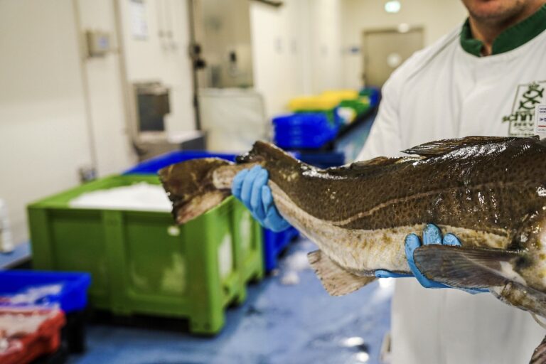 Skrei Schmidt Zeevis Rotterdam