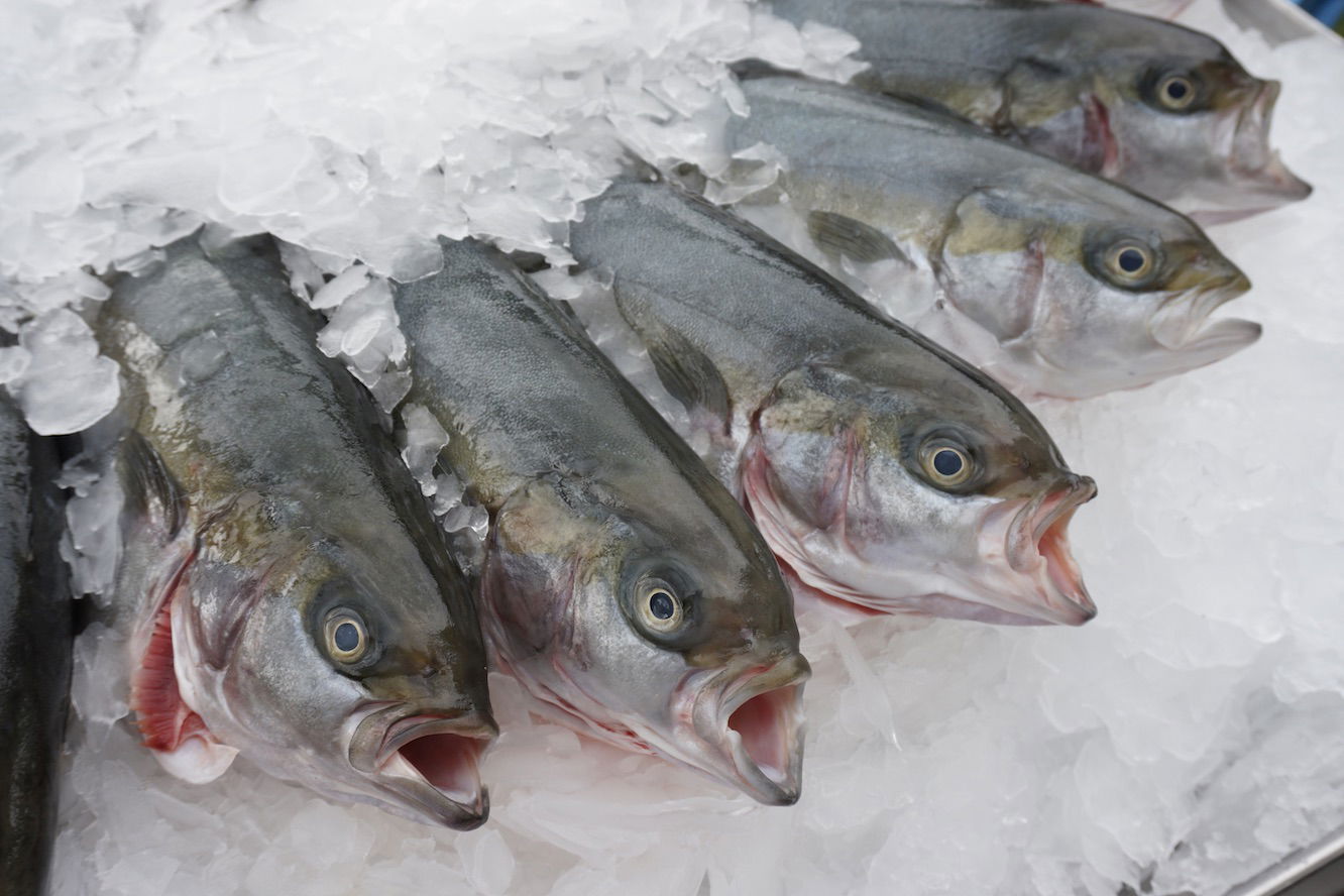 Schmidt Zeevis Rotterdam Dutch Yellowtail