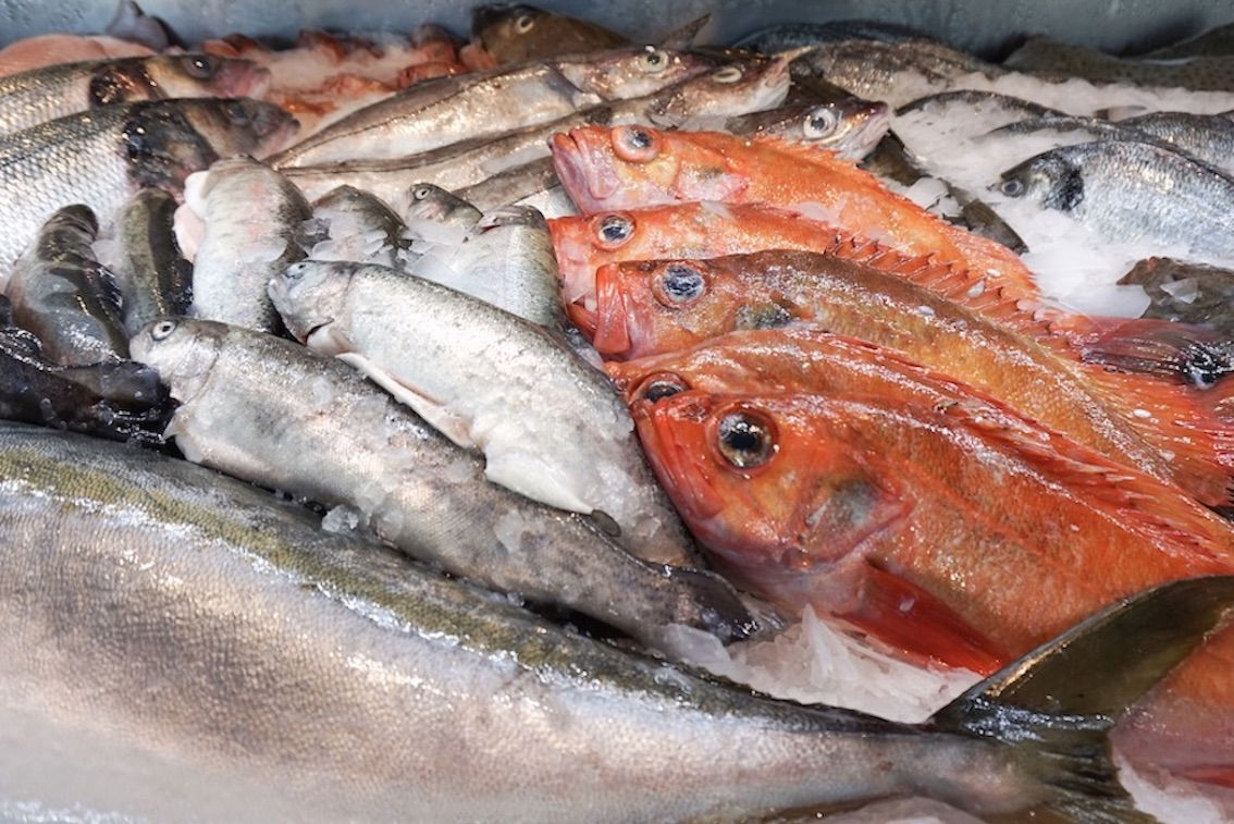 Schmidt Zeevis Rotterdam verse vis