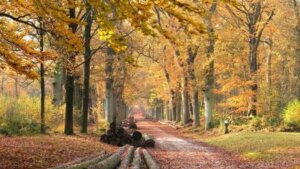 Krachtplekken en Leylijnen in Friesland