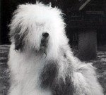 Button Nose Amadeus