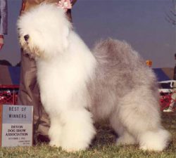 Lamedazottel Heaven Knows Bahlambs