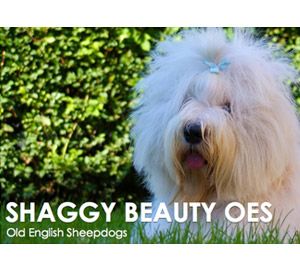 Shaggy Beauty