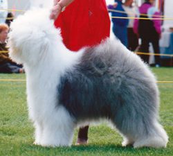 Some Buddys Indelibly Blue