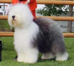 Some Buddys Now And Forever