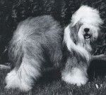 Sugar Bear From Beautiful Highland