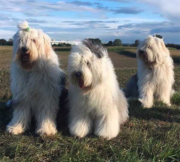 A Child Of Gwenhwyfar