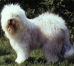 Vigilat’s Different Yip