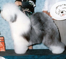 Raffles Ewe-Z It Or Lose It