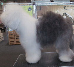 Silvery Bear Göd Amy