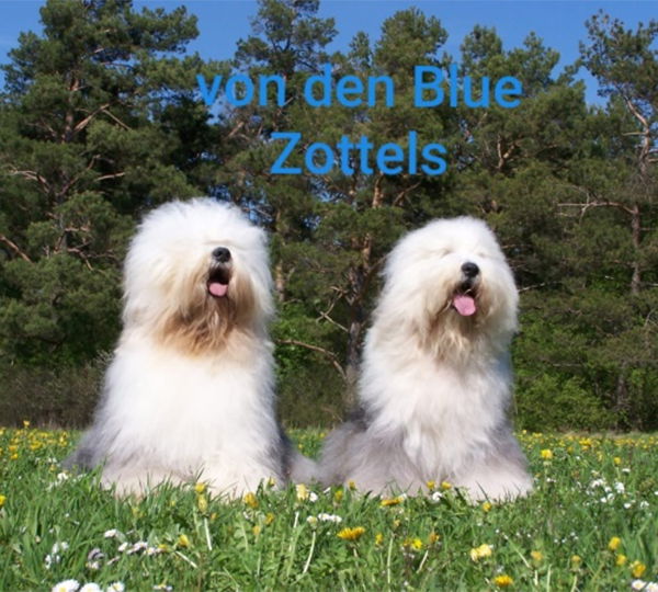 von den Blue Zottels