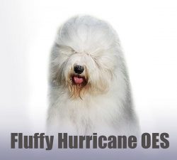 Fluffy Hurricane