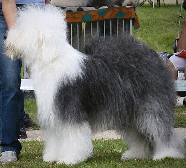 Pastor ingles  English dogs, Old english sheepdog, English shepherd