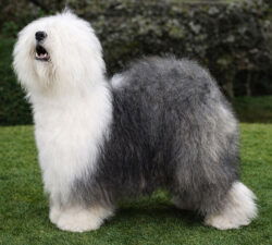 Aberfells Georgey Porgy