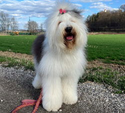 Amore Mia von den Blue Zottels