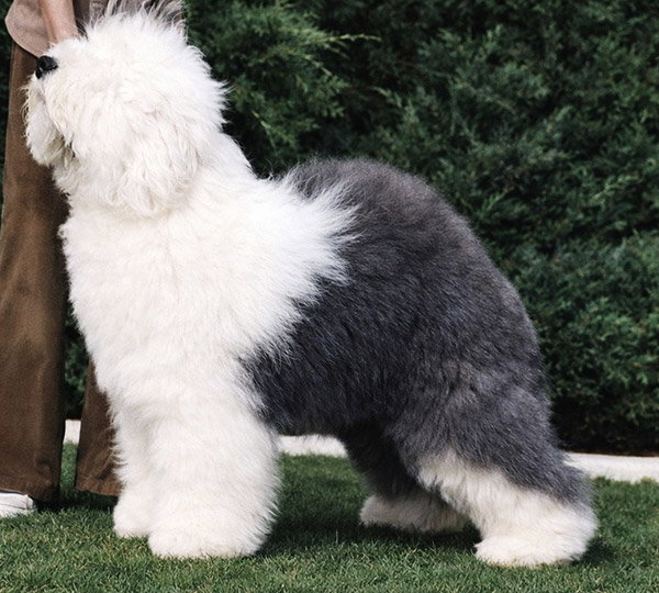 Aphrodite's Snow Flash