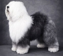 Aphrodite's Snow Sniflik