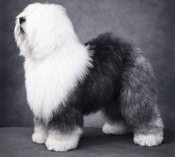 Aphrodite's Snow Sniflik