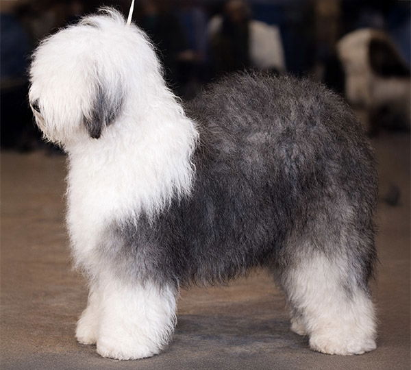 Bartines Most Happy Fella Of Jenards