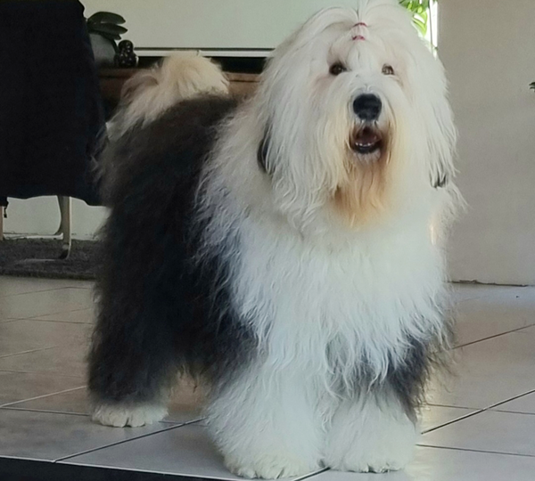 Blizzards Crystal Princess