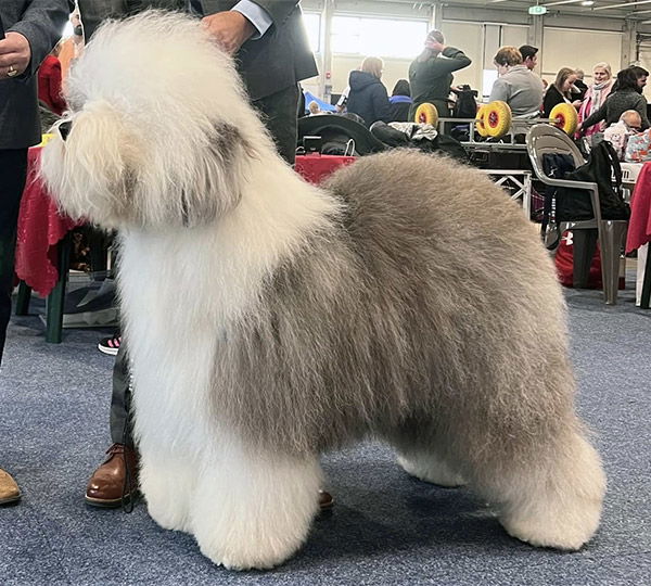 Bottom Shaker Let’s Do It Again