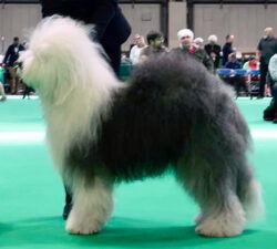 Brandy Agel Moravia