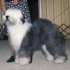 Brightcut Limited Edition