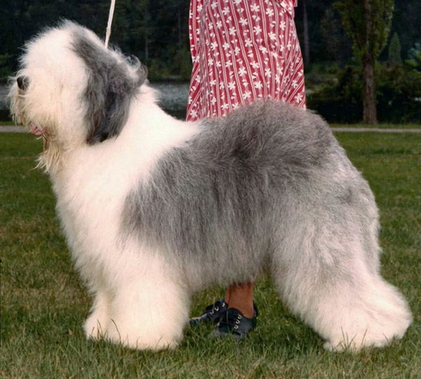 Brightcut Rock 'N Roll