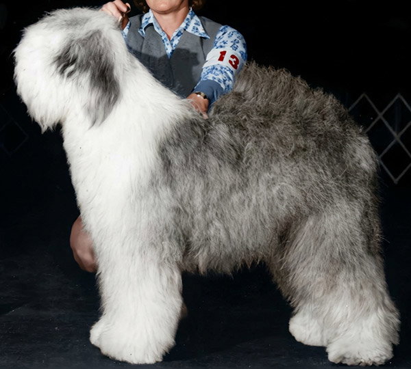 Bugaboo's Ruffian