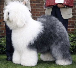 Bugaboo's Some'n To Talkabout