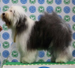 Carolina Old Windmill