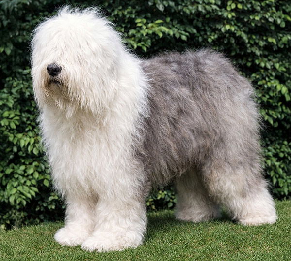 Cora vom Glinderberg