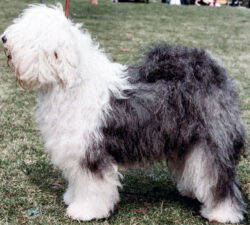 Cornelia Of Trimtora