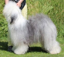 Danish Delight Back to Basic