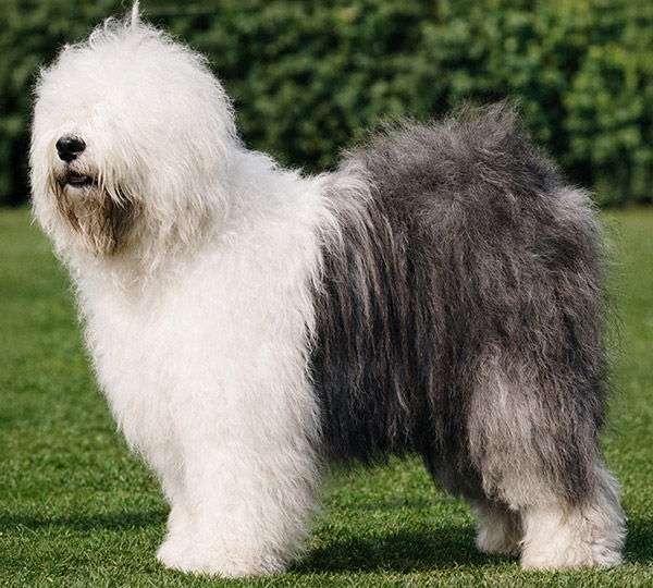 Ellenglaze Ladies Choice