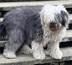 Etichetta Nera Kiki Consegne A Domicilio