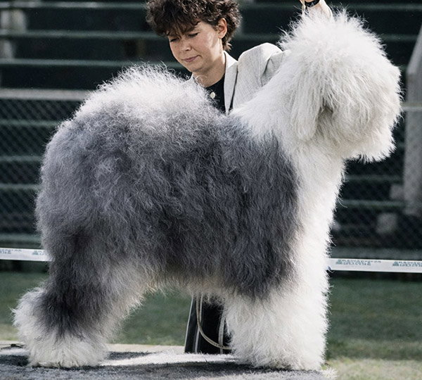 Farmarens Raggedy Rascal