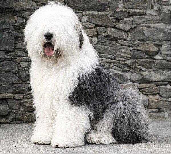 Fernville Lord Digby