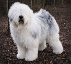 Fezziwig Family Tree