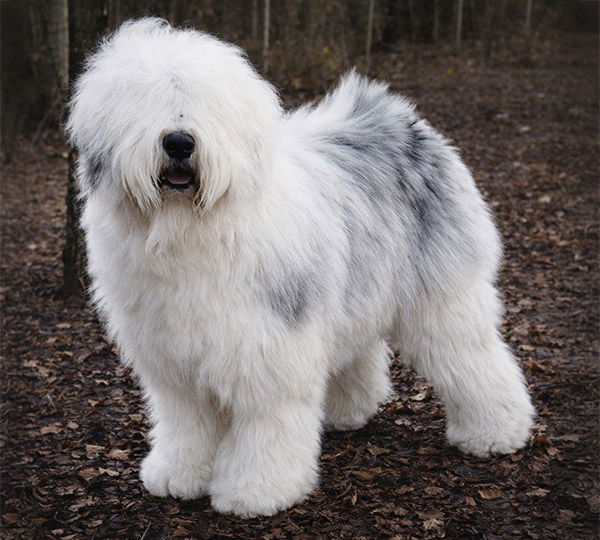 Fezziwig Family Tree