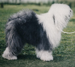 Flint von den Blue Bobs