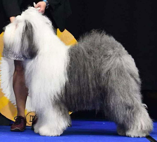 Fluffy Hurricane Apple Pie