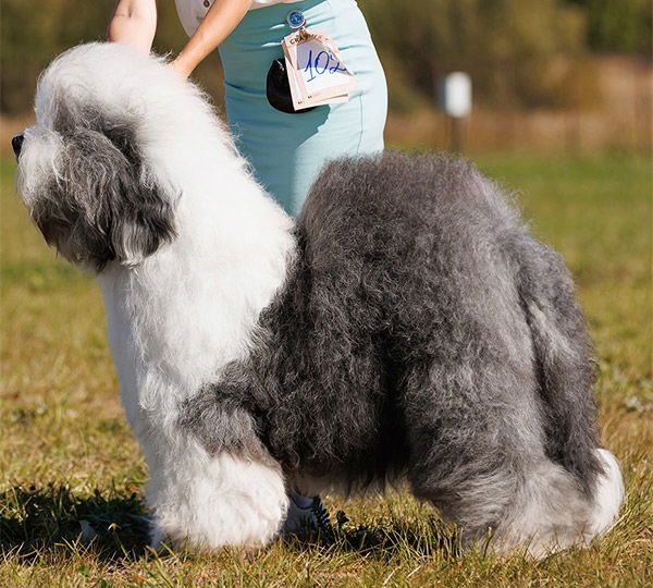 Furry Miracle Galatea