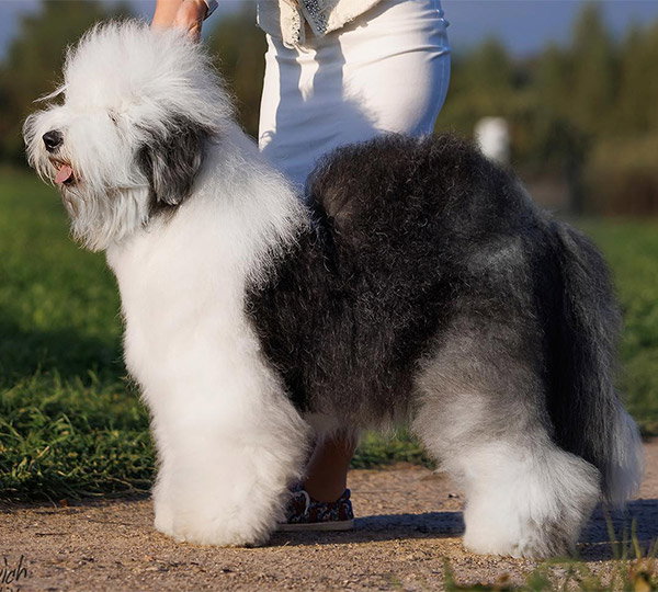 Furry Miracle New Wonder