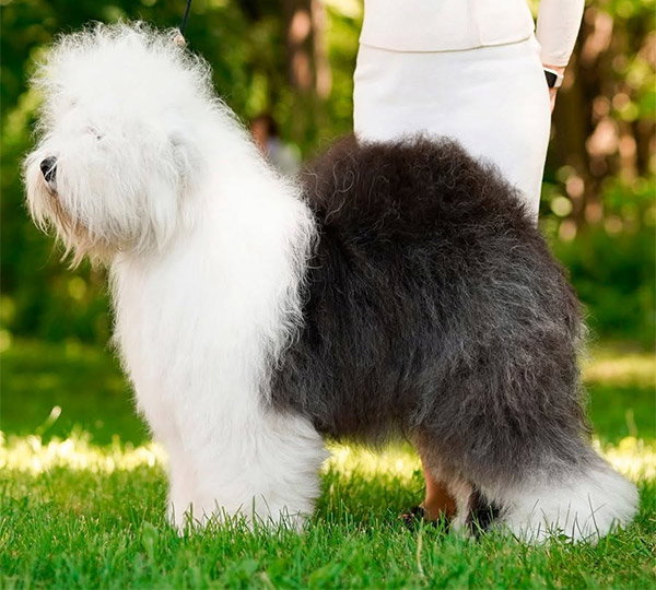 Furry Miracle Zest of Cake